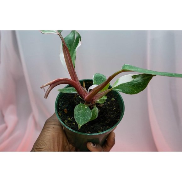 Pink Princess Philodendron 4" US Seller | RARE - Picture 2 of 5